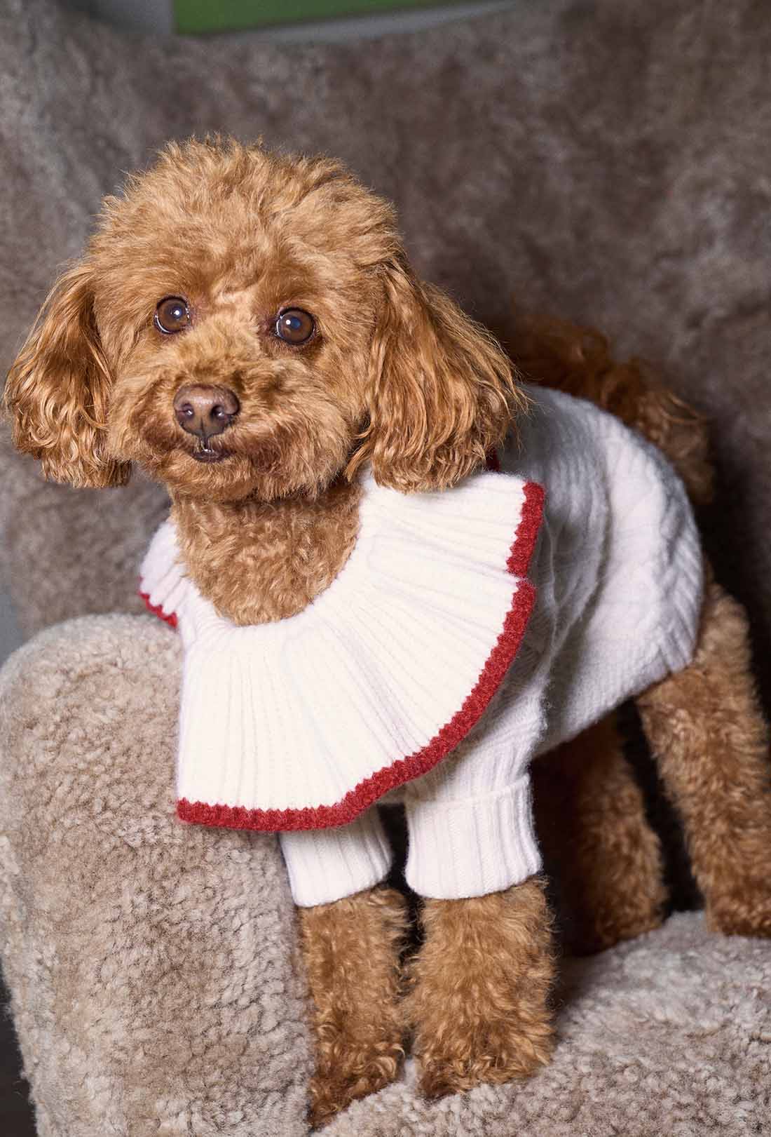 Shrimps x Reformation Chip Regenerative Wool Dog Jumper - Arctic - Image 2